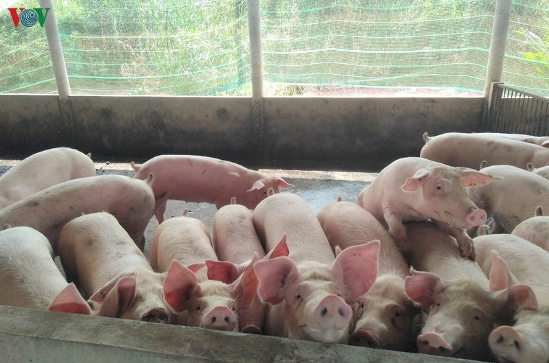 Yêu cầu tăng cường tái đàn lợn ở các địa phương