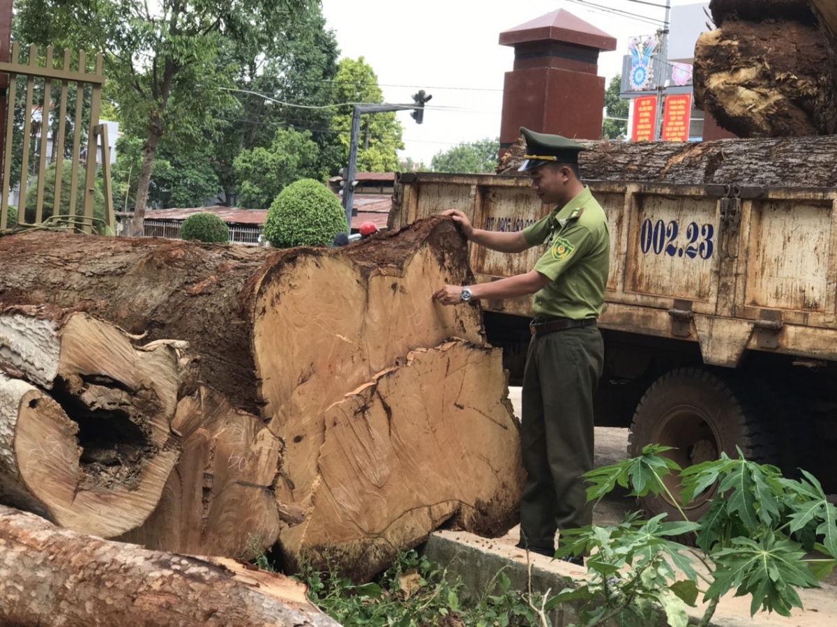 Phát hiện gần 12m khối gỗ chưa xác định được chủ sở hữu nằm ở ven đường