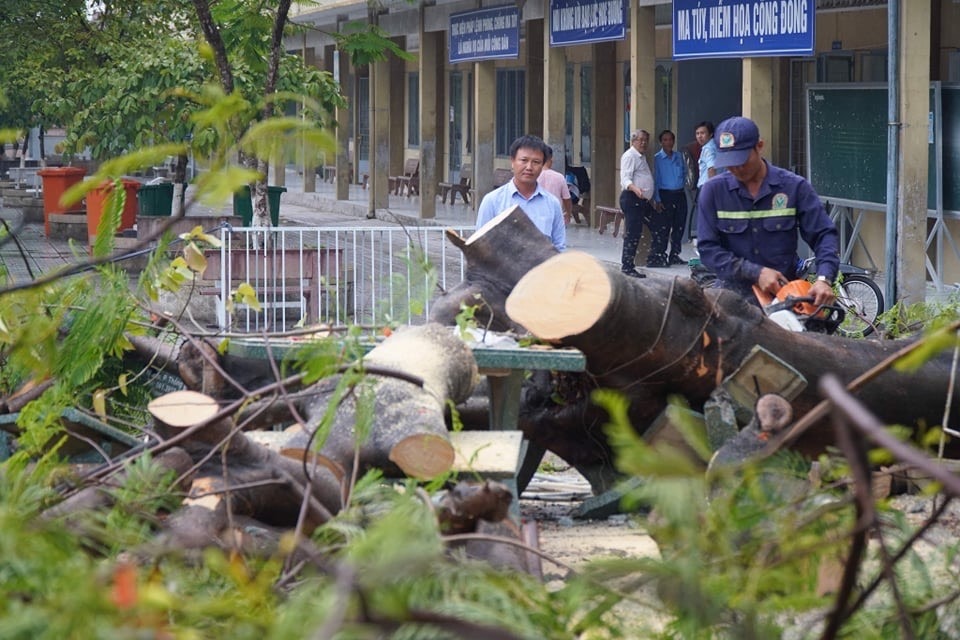 Một cây phượng bật gốc trong sân trường ở Đồng Nai khiến 3 nữ sinh bị thương