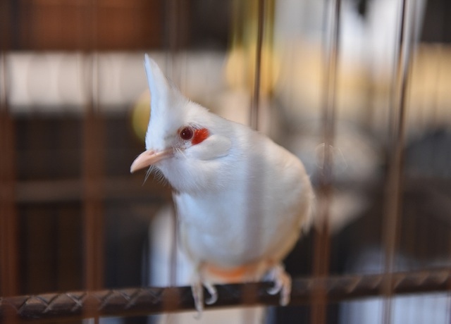 Mãn nhãn với bộ sưu tập chim quý hiếm, giá khủng của vua chim màu Việt