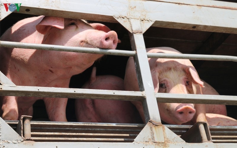 Đại gia chăn nuôi báo lãi trăm tỷ nhờ giá thịt lợn tăng cao
