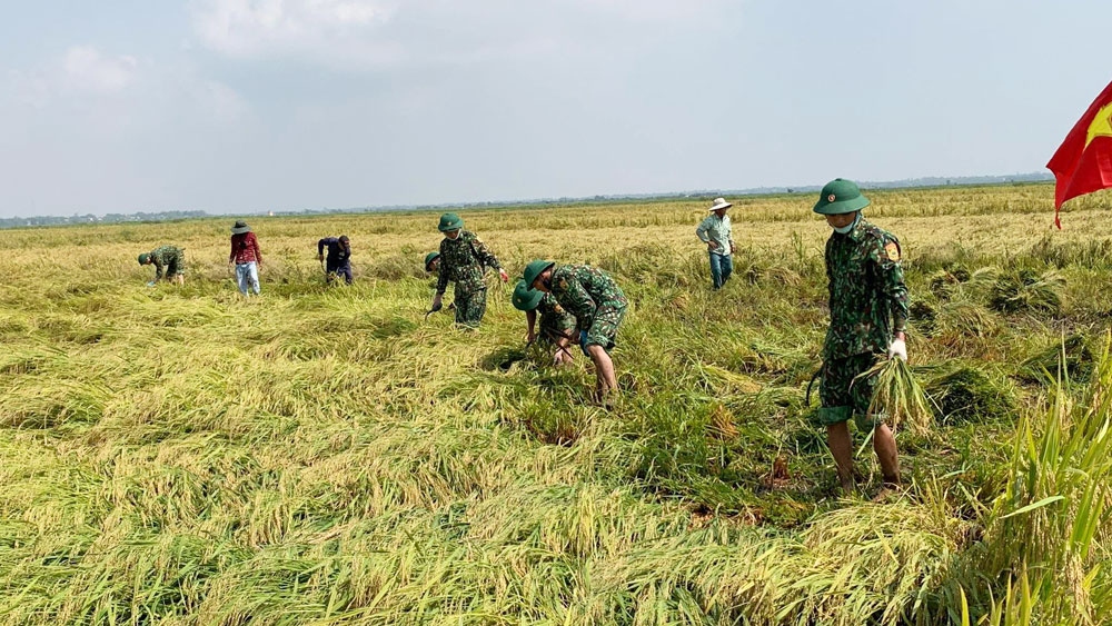 Bộ đội Biên phòng giúp dân gặt lúa bị ngã đổ ở Thừa Thiên-Huế
