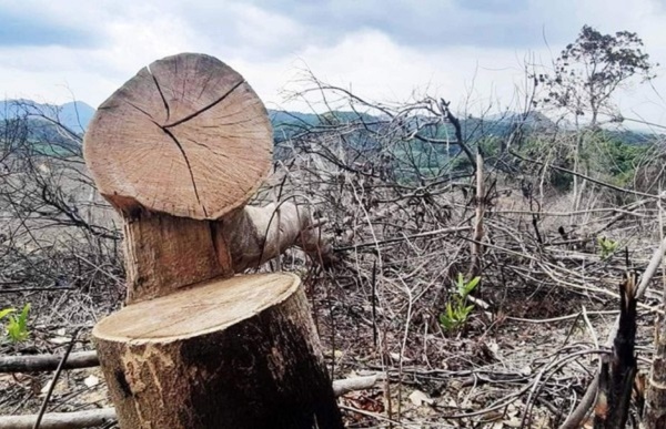 Khởi tố vụ án hủy hoại rừng tại thị xã Hương Trà ​