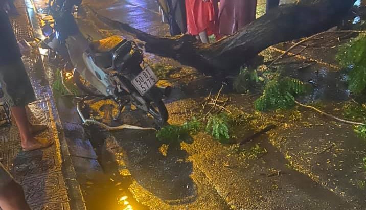 Cây xanh đổ trong cơn mưa lớn đè chết người đi đường ở TP HCM