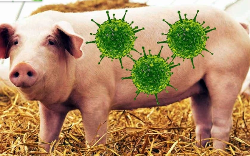 Trung Quốc sẽ giám sát và kịp thời cảnh báo về virus G4