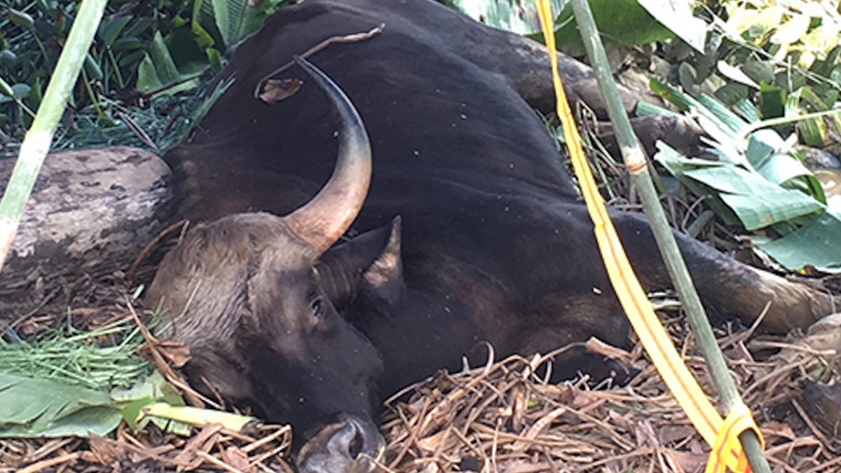 Một cá thể bò tót nặng 500kg bị chết ở Đồng Nai