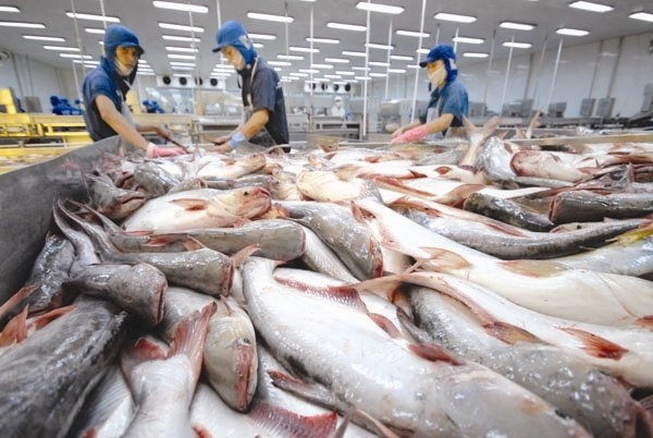 Đẩy mạnh tiêu thụ nội địa các sản phẩm cá tra