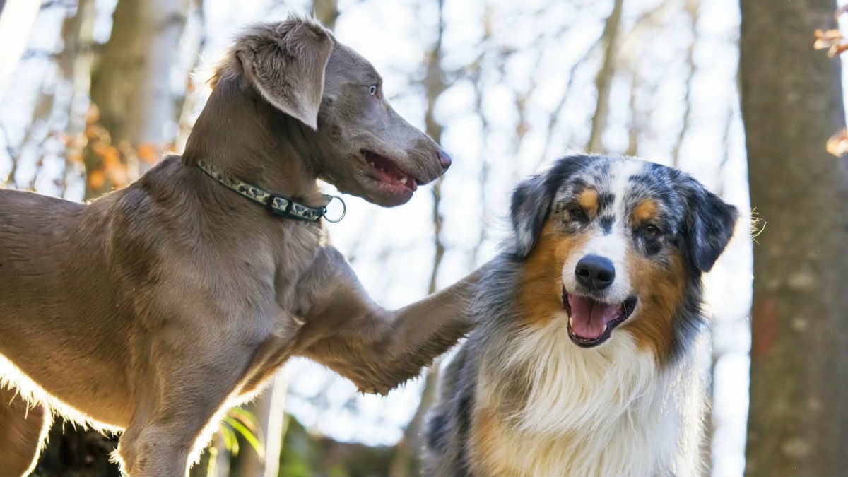 Video: 2 chú chó vui sướng vì được gặp nhau sau khi hết phong tỏa