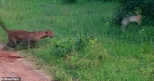Video: Bị báo đốm rượt đuổi, thỏ thoát chết trong gang tấc