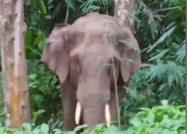 Video: Chú voi đứng bằng 2 chân sau, vươn vòi hái quả trên cây