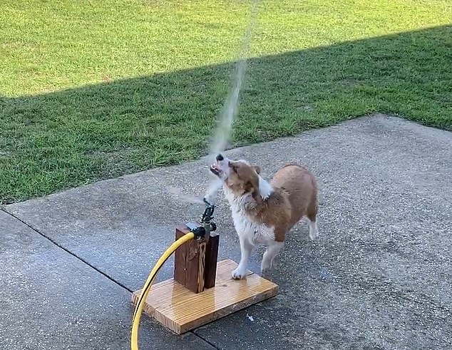 Bật cười chú chó Corgi tìm mọi cách uống nước từ vòi phun