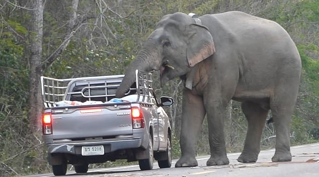 Hài hước cảnh voi bố dạy voi con “trộm” đồ ăn trên xe tải
