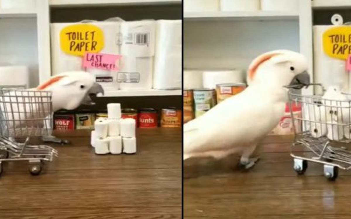 Video: Chú vẹt siêu thông minh tự bốc xếp và cất gọn giấy vệ sinh