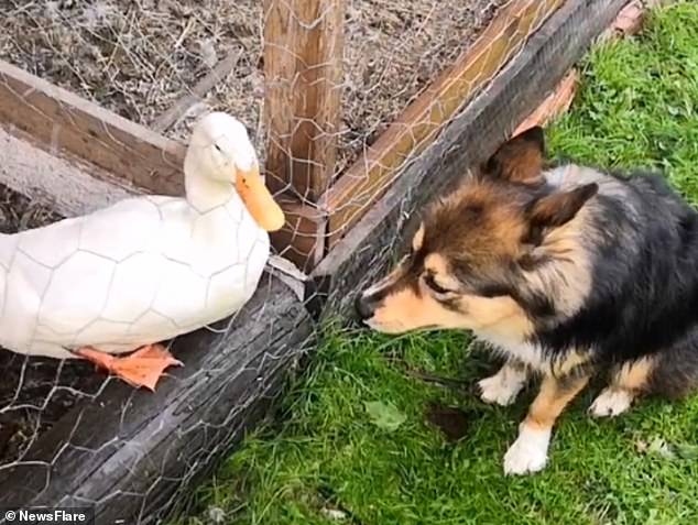 Video: Tan chảy trước tình bạn thân thiết giữa chó và vịt trắng