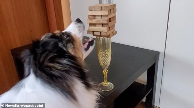 Chú chó gây kinh ngạc khi thể hiện kỹ năng rút gỗ tài tình trên ly rượu