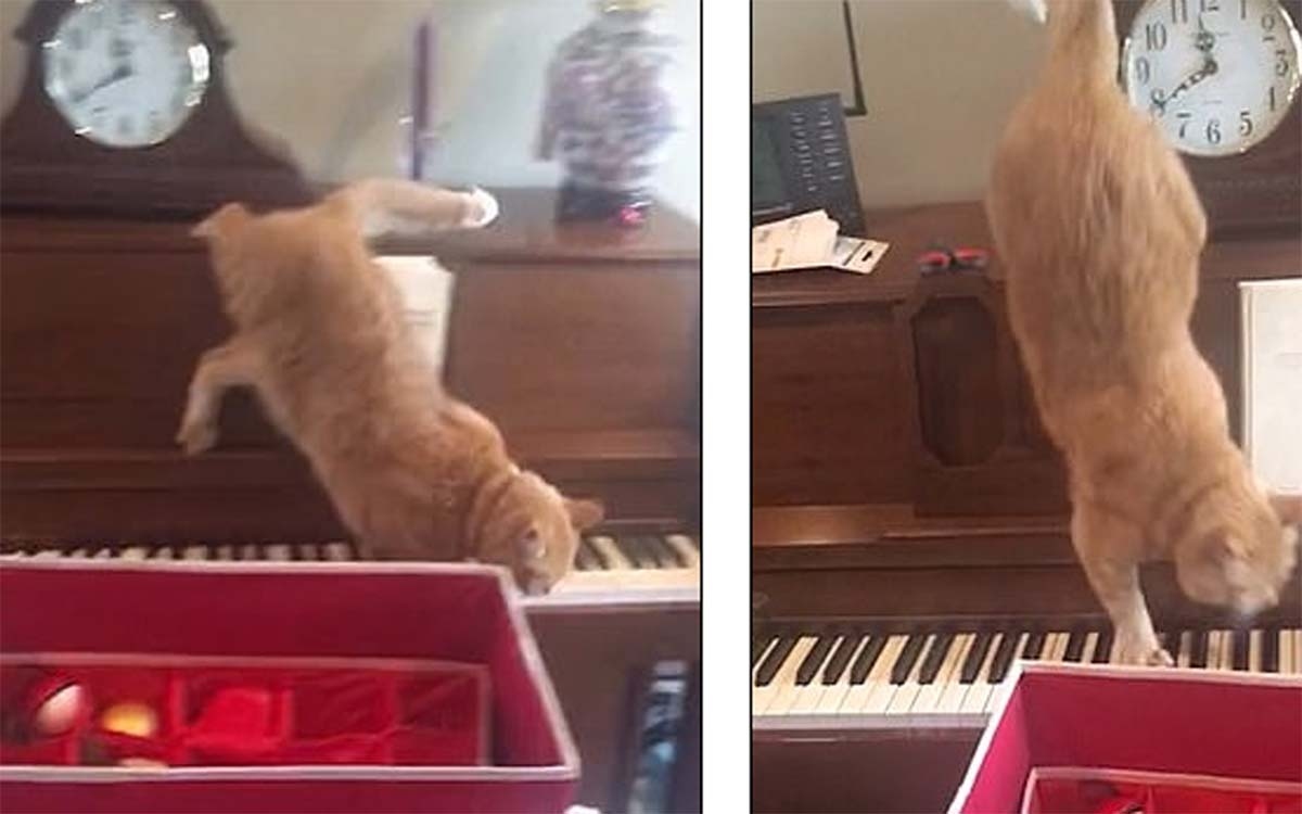 Video: Chú mèo hốt hoảng khi chạm chân vào bàn phím piano