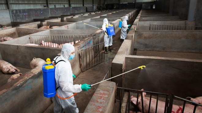 Chuyên gia Trung Quốc cảnh báo virus cúm lợn G4 có thể gây đại dịch