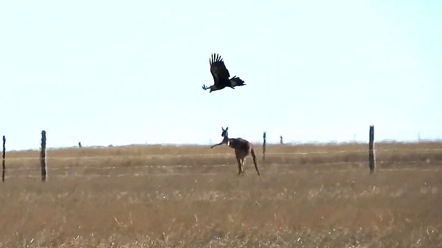 Video: Đại bàng đói quyết liệt tấn công kangaroo