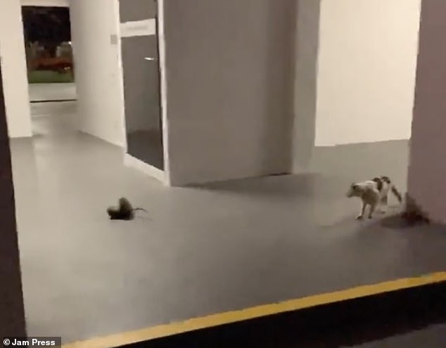 Video: Mèo đứng từ xa quan sát trận hỗn chiến của chuột