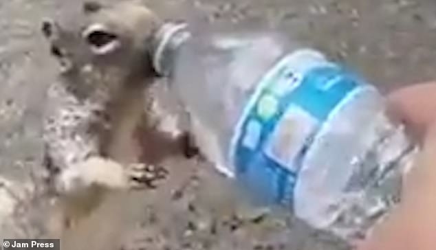 Video: Chú sóc tội nghiệp ra sức van nài để xin nước uống