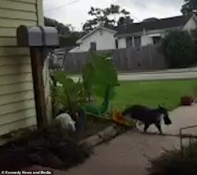 “Siêu đạo chích” mèo bị bắt quả tang khi đang ăn trộm quần áo của hàng xóm