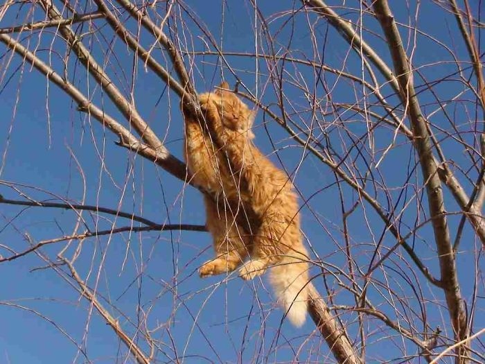 Kinh ngạc trước khả năng ngủ trên cây tài tình của các “boss” mèo