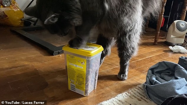 Xem chú mèo thông minh mở nắp hộp đựng đồ ăn trong vòng 1 phút