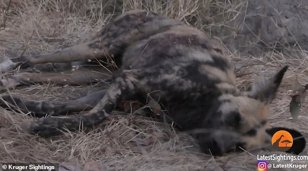 Video: Chó hoang châu Phi giả chết để thoát khỏi móng vuốt sư tử