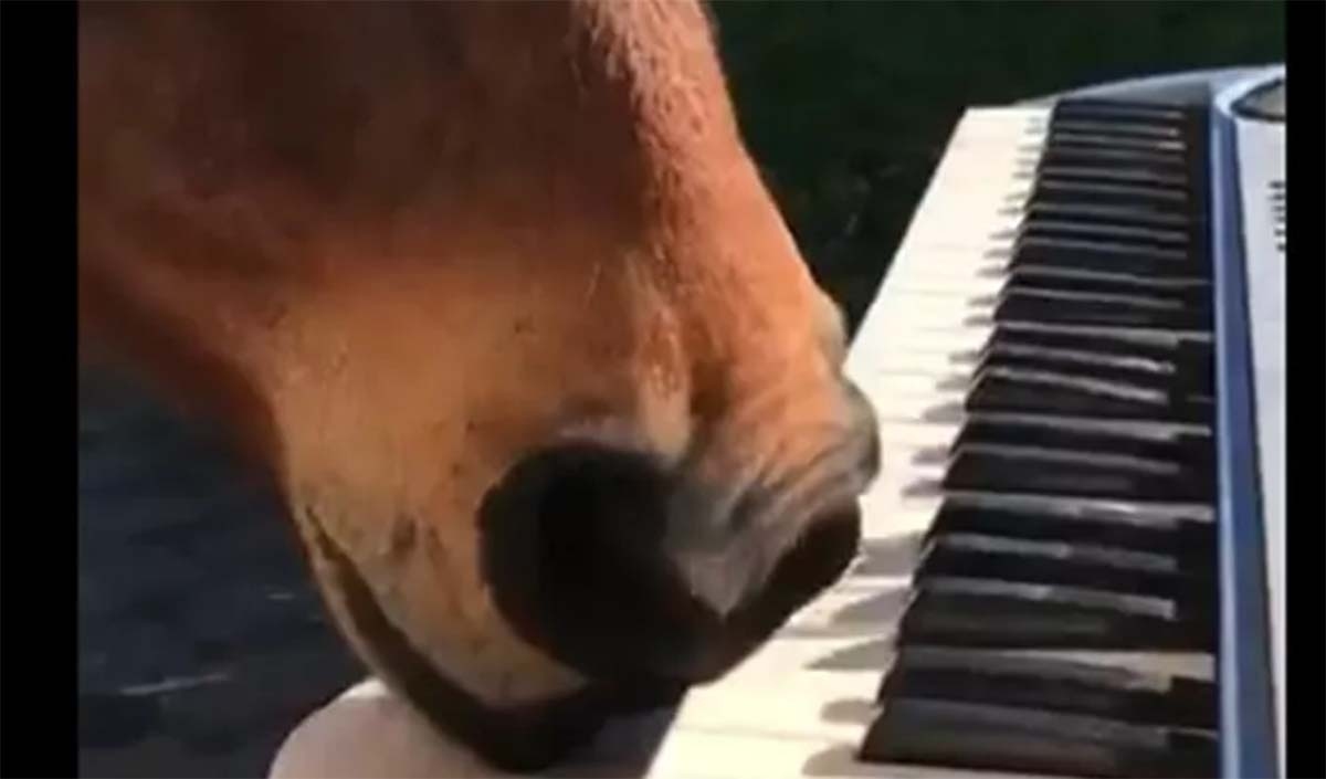 Ngạc nhiên xem chú ngựa trổ tài đánh đàn piano bằng mũi
