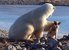Tan chảy khoảnh khắc gấu Bắc Cực âu yếm và xoa đầu chú chó nhỏ