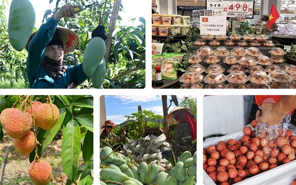 Nhiều trái ngon của Việt Nam "lọt mắt xanh” của người tiêu dùng ngoại