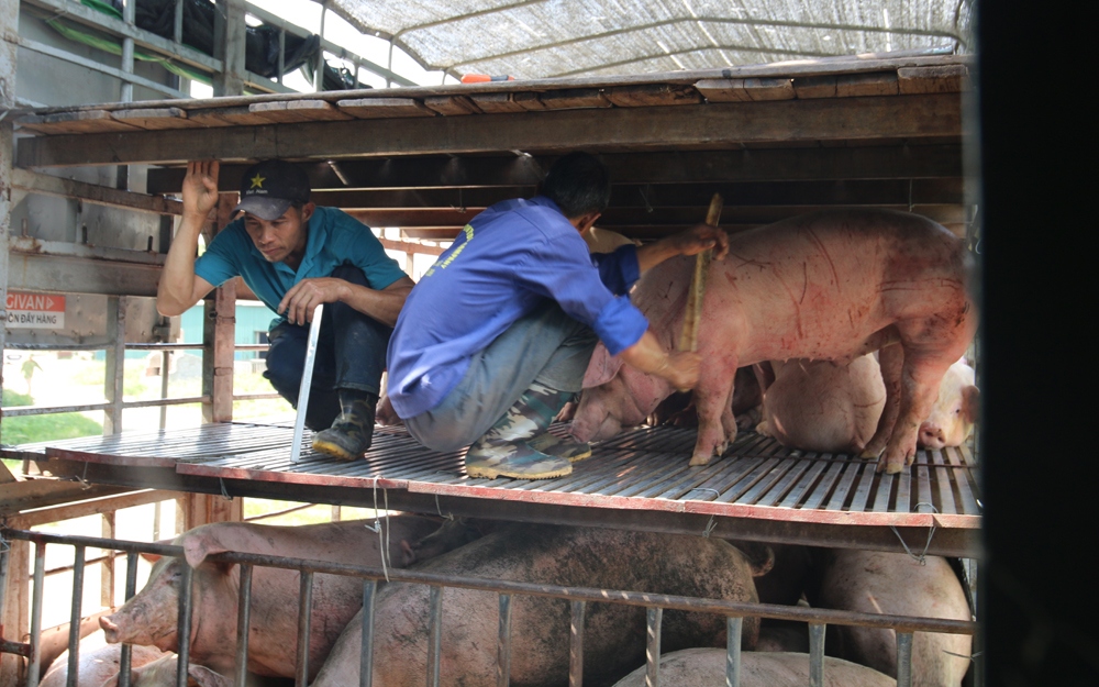 Giá lợn hơi tăng cao, lo ngại dịch tả lợn châu Phi lại bùng phát