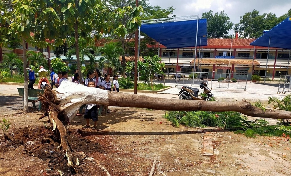 Thêm 1 vụ cây đổ trong sân trường khiến học sinh, phụ huynh hoảng sợ