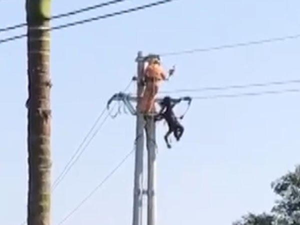 Nhân viên điện lực đang kéo dây thì bị điện giật tử vong