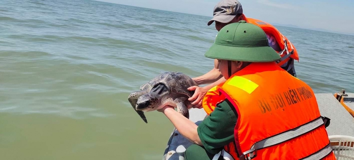 Kịp thời giải cứu cá thể rùa biển quý hiếm nặng 15 kg