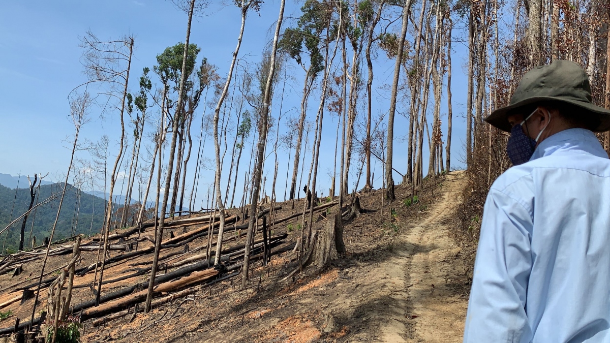Vụ phá rừng giáp ranh tại Đắk Lắk: Kiểm lâm liệu có vô can?