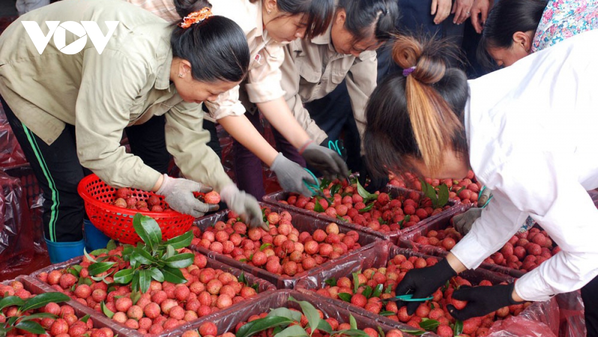Cơ hội cho nông sản Việt Nam vào châu Âu sau khi EVFTA có hiệu lực