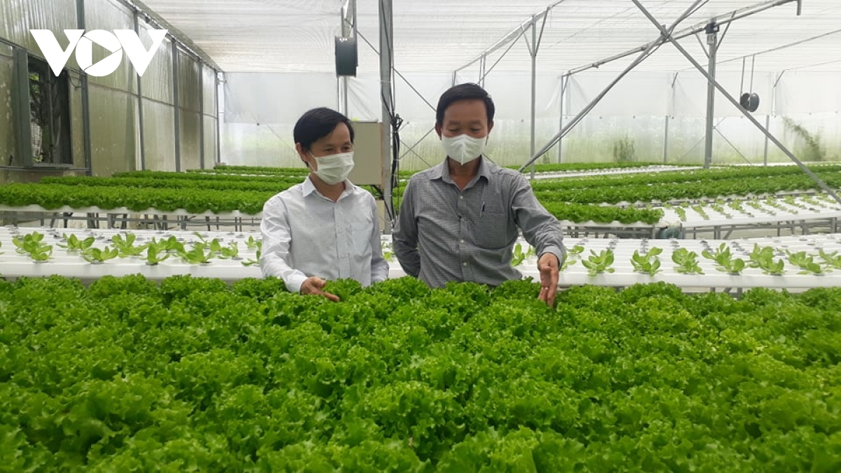 Nông dân Đà Nẵng phấn khởi vì tiêu thụ nông sản ổn định trong dịch bệnh