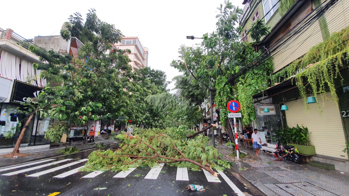 Bão số 5 đổ bộ, Thừa Thiên - Huế tan hoang, cây đổ ngổn ngang