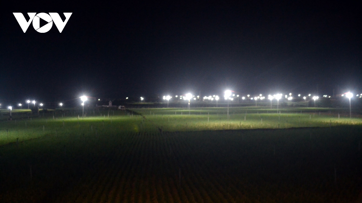 Nông dân Lý Sơn làm “bẫy đèn” trừ sâu để tăng giá trị nông sản