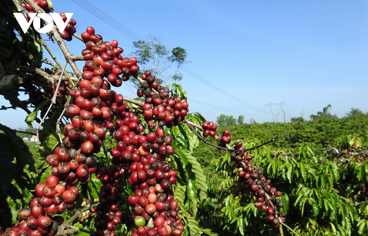 Liên kết chuỗi cà phê ở Tây Nguyên: Nhiều kỳ vọng từ 5.000 ha đầu tiên