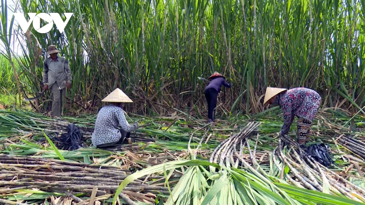 Khởi xướng điều tra đường mía có xuất xứ từ Thái Lan vào Việt Nam