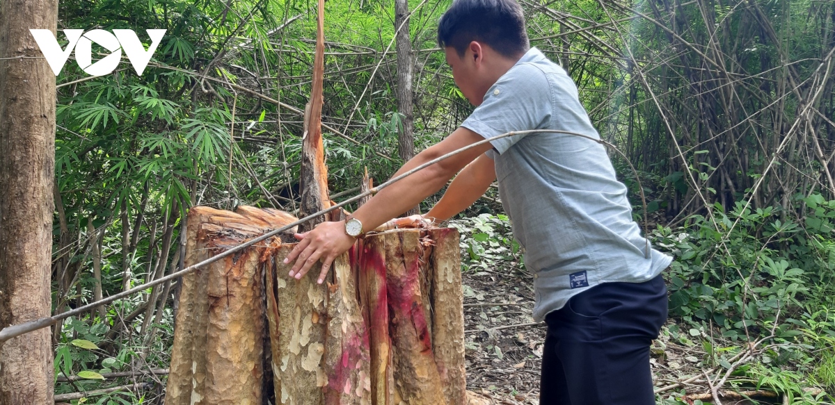 Khai thác gỗ trái phép, một người ở Gia Lai bị gỗ đè chết