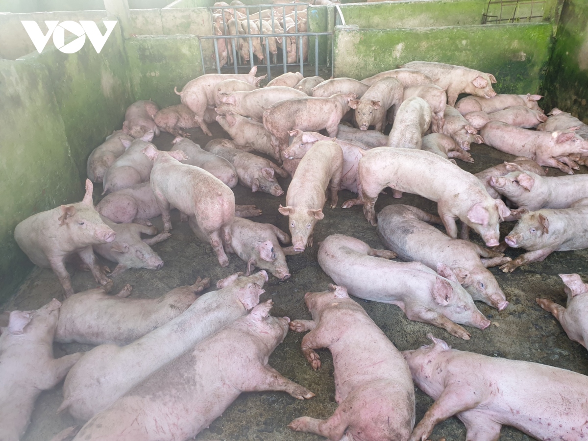 Sóc Trăng tiêu hủy 255 con lợn nhiễm dịch tả châu Phi