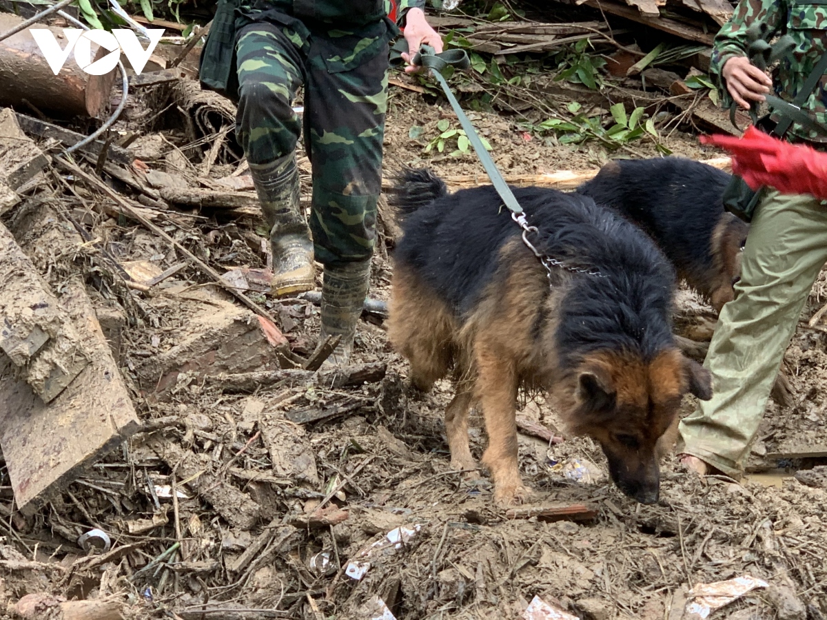 Vụ sạt lở ở Trà Leng: Chó nghiệp vụ vào hiện trường hỗ trợ tìm kiếm người mất tích