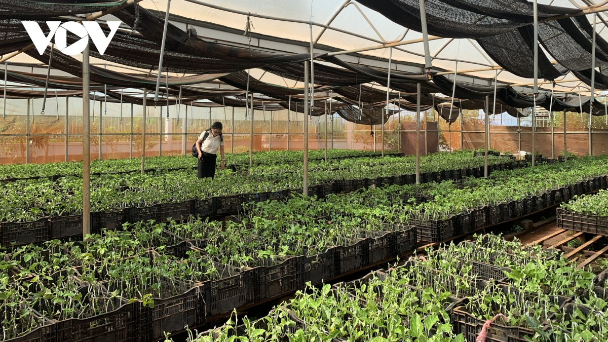 EVFTA: Áp lực và triển vọng chuyên nghiệp cho nông nghiệp Gia Lai