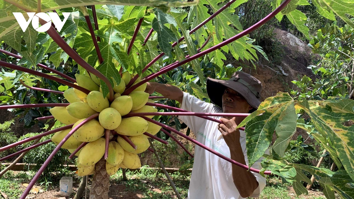 Nguồn vốn lớn giúp nông dân Gia Lai tái cơ cấu nông nghiệp