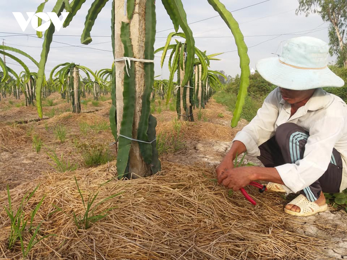 ĐBSCL sớm chủ động phòng chống hạn mặn bảo vệ vườn cây ăn quả