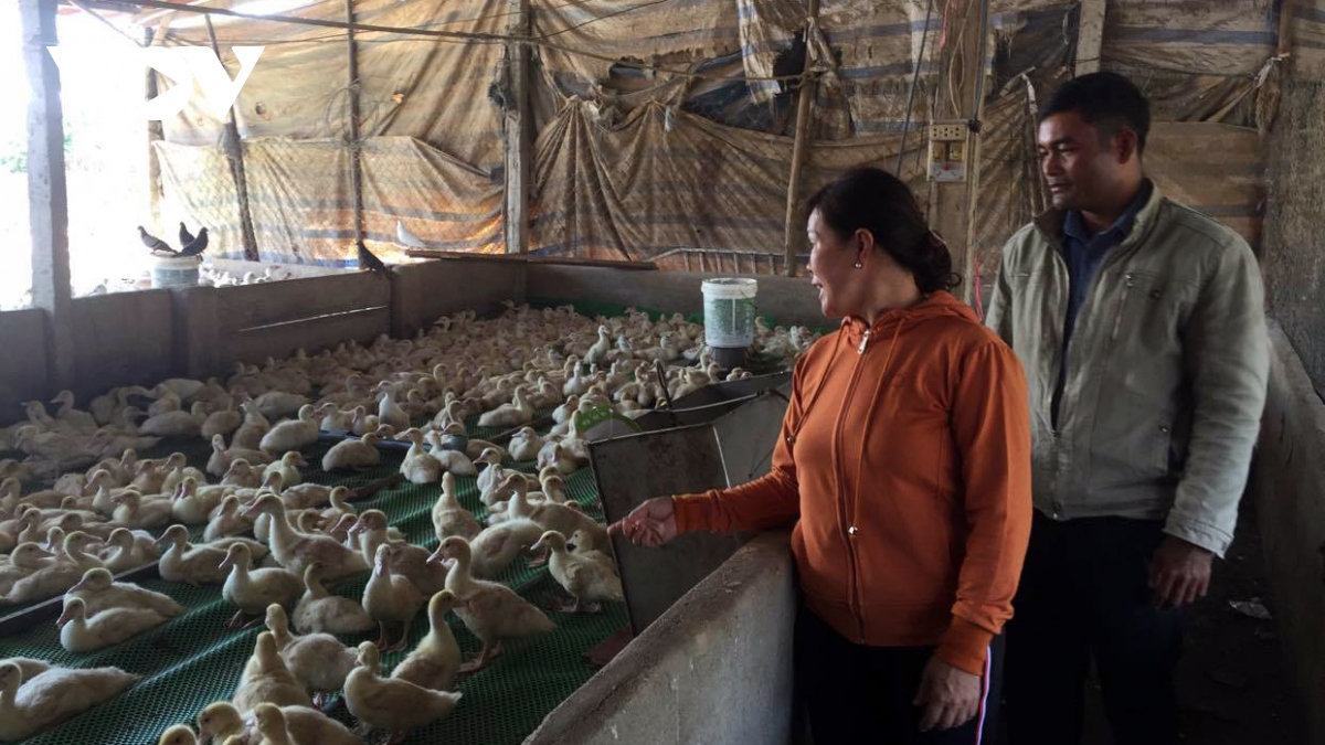 Lâm Đồng hơn 3.000 hộ chăn nuôi lợn chưa thể tái đàn sau dịch