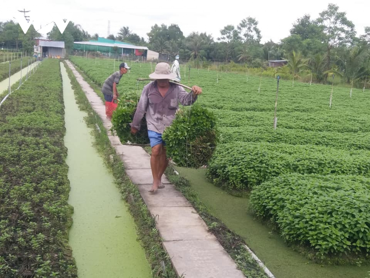 Vựa rau xanh miền Tây khan hàng, sốt giá do mưa bão